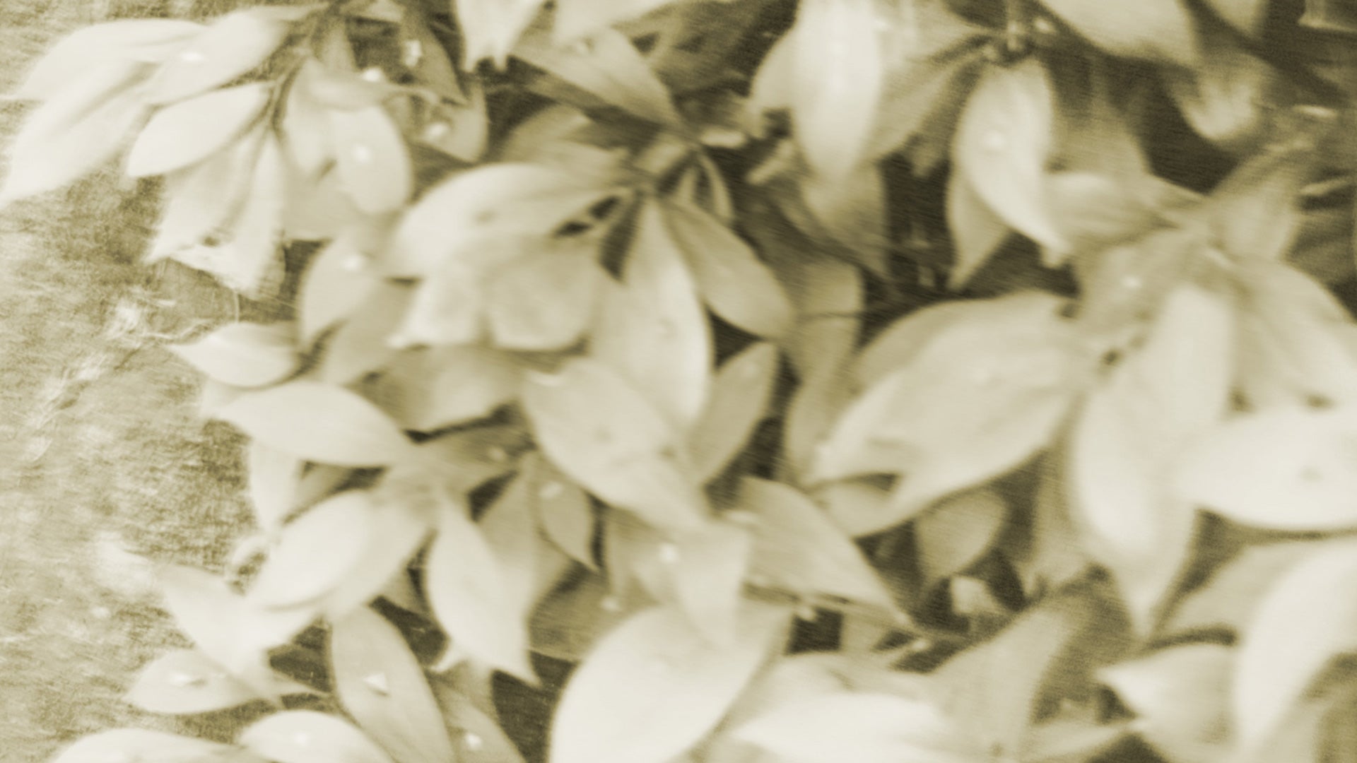 Rovero Cashmere Accessori